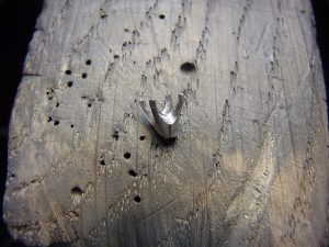 爪の部分をプラチナでキャスト(鋳造)しました。